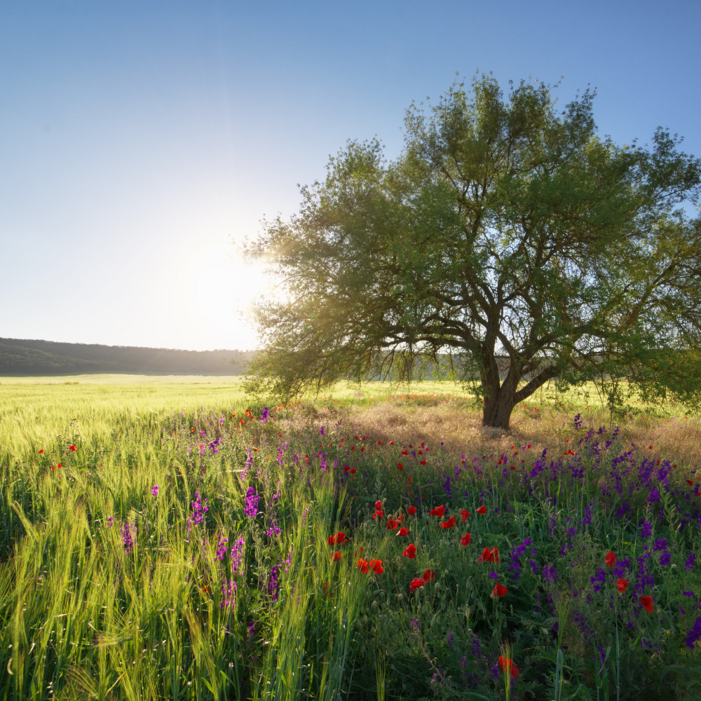 Ameel Sajjad: Entrepreneur Driving Multisector Growth