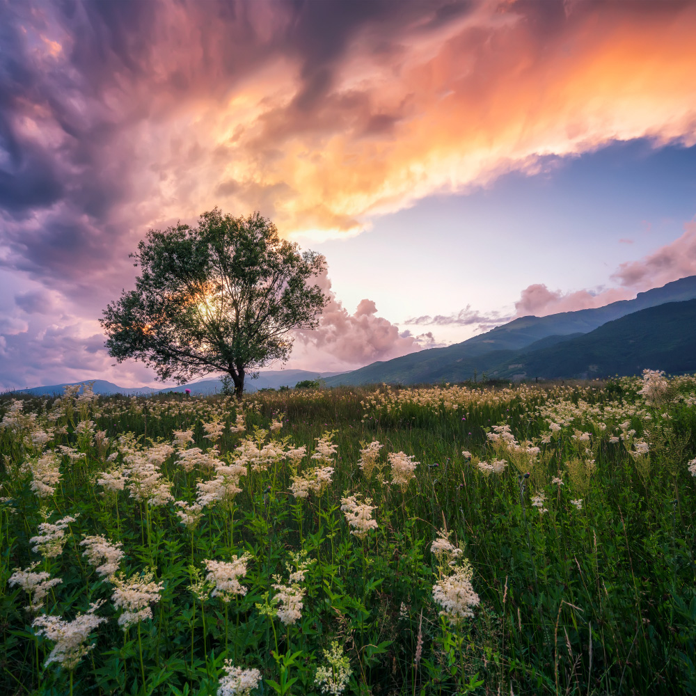 Ameel Sajjad: International Relations Diplomacy Professional