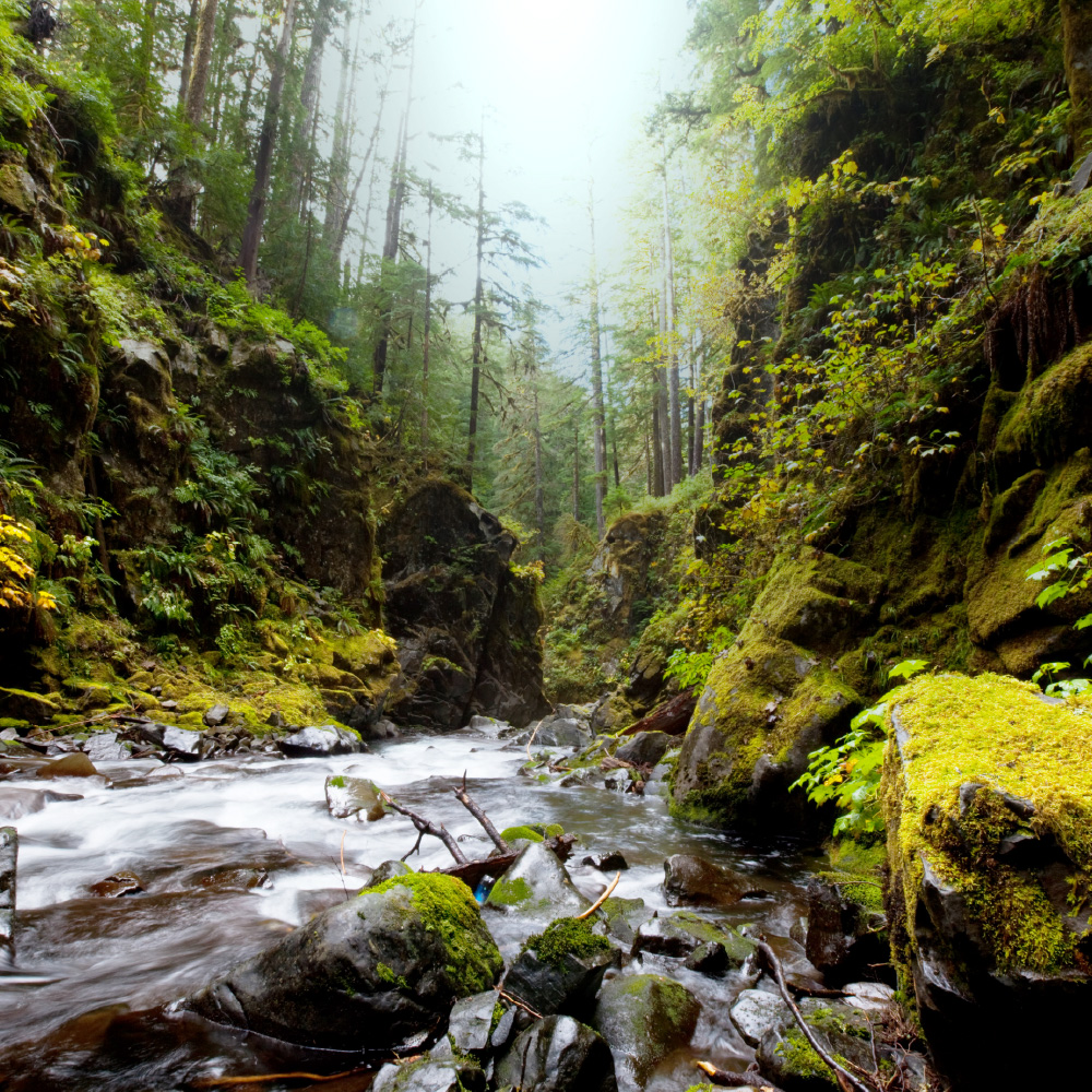 Ameel Sajjad: Humanitarian Projects Global Coordinator